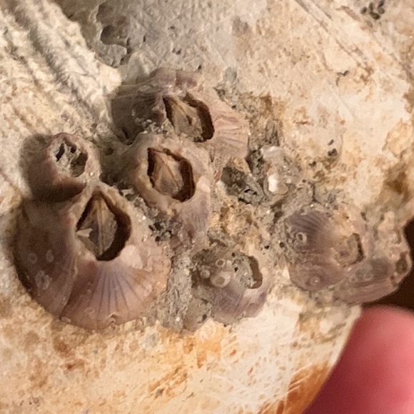 SALE!! True tulip shell with barnacle cluster - Picture 12 of 12